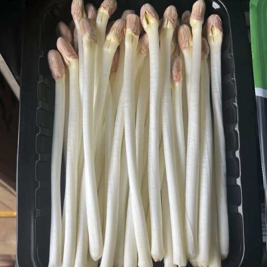 安丘市水培花生芽无公害纯绿色蔬菜含有丰富的维生素。