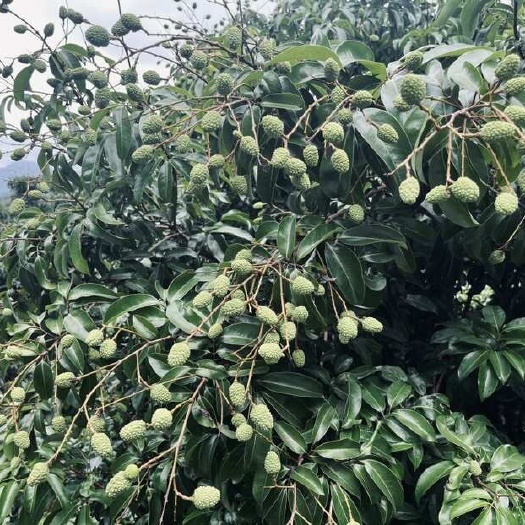 广州从化桂味荔枝需要的老板联系我