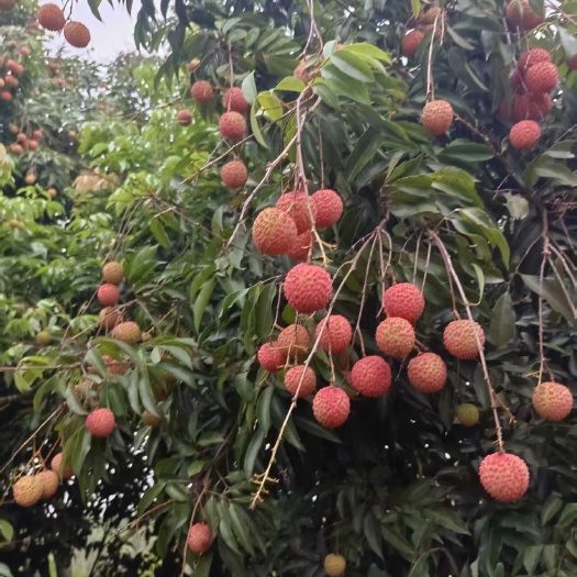 湛江桂味荔枝