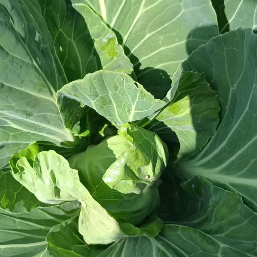 平泉市[内蒙甘蓝精品]一手货源，产地直发，手感菜，宣菜！