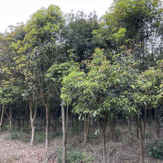 桂花树