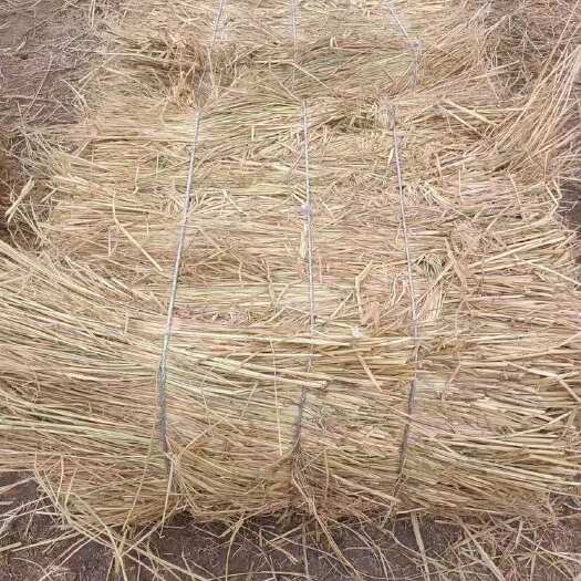 法库县治沙稻草，长稻草，手把捆治沙稻草。