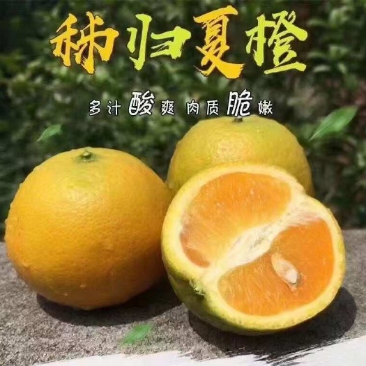 秭归县夏橙产地货直发对接各种渠道货源充足规格齐全包邮包售后全程服务
