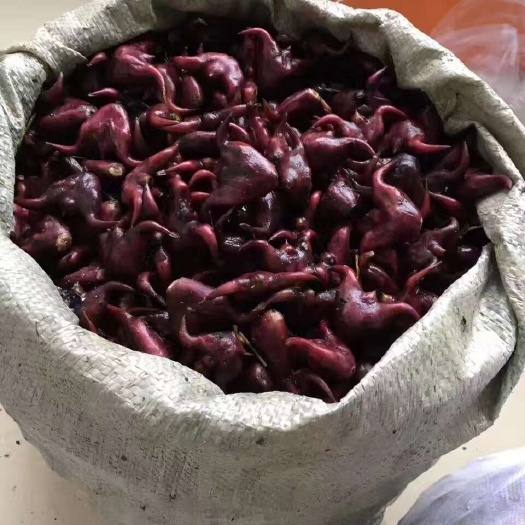揭阳自家菱角，每天现摘