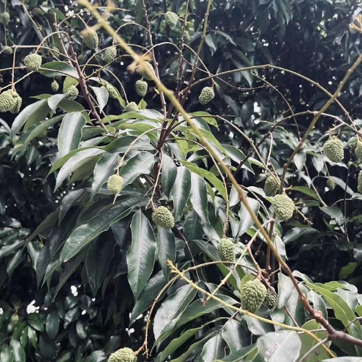 广州从化南平桂味荔枝（下个星期上市了提前找客户）桂味末班车