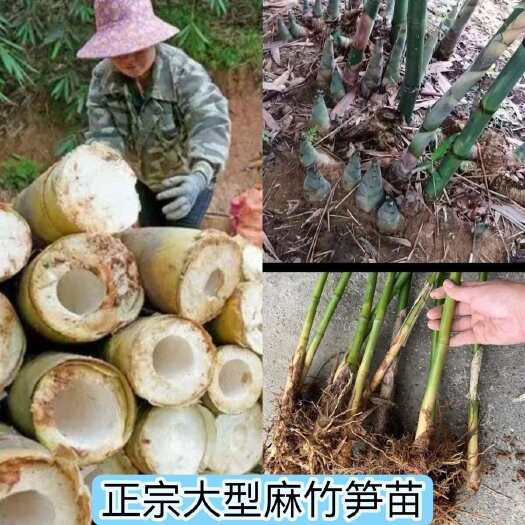 灵山县麻竹苗裸根包邮大型庭院丛生竹子苗甜竹苗西牛竹笋头笋苗