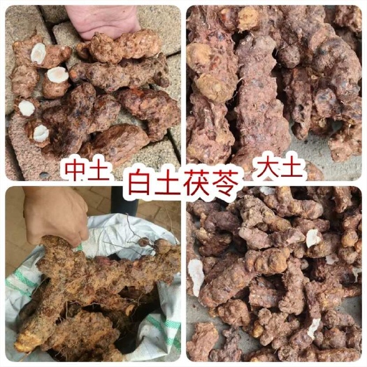 佛山土茯苓 地摊电商批发白土茯苓梅州本地土新鲜土茯苓云土中土大土