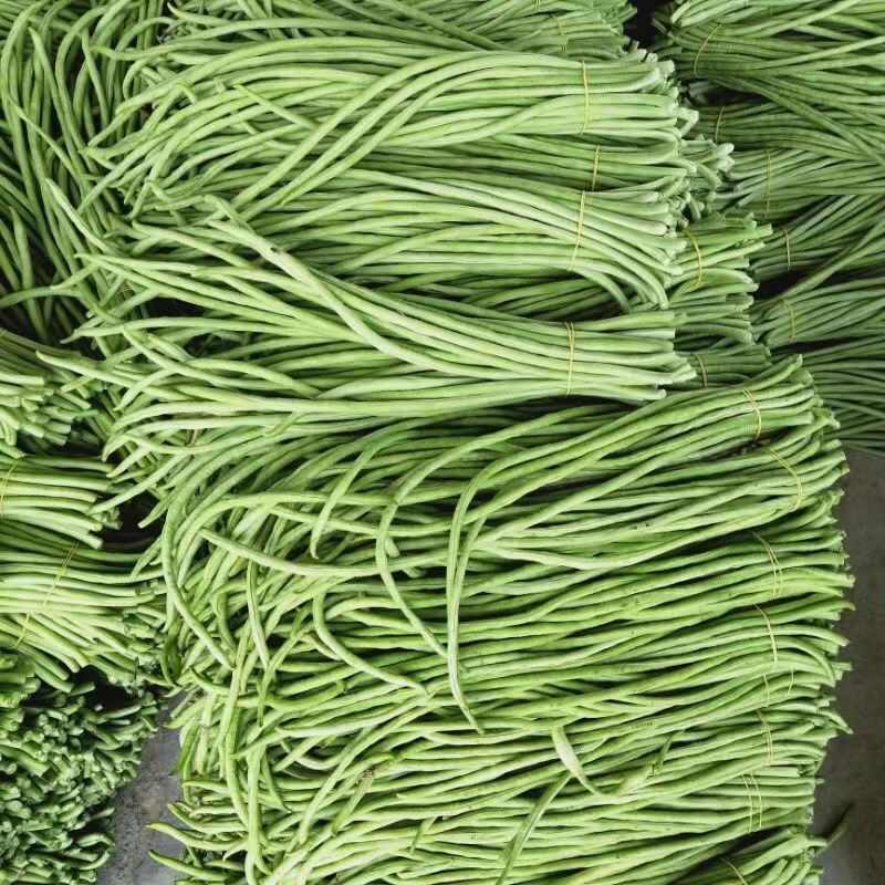 5斤江苏现摘现发长豆角5斤新鲜蔬菜新鲜嫩豇豆青豆角可腌制