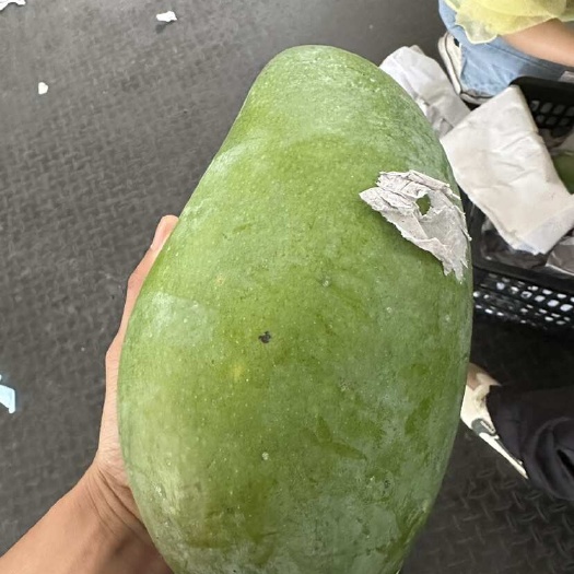北海大青芒