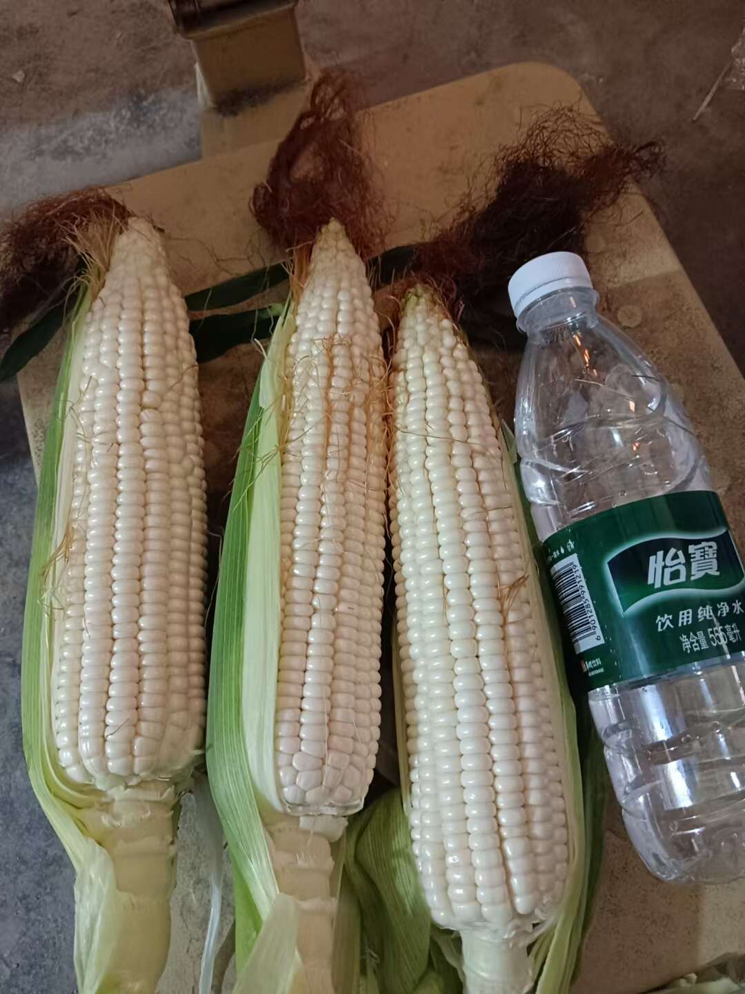 自家种植白糯玉米90亩开始销售