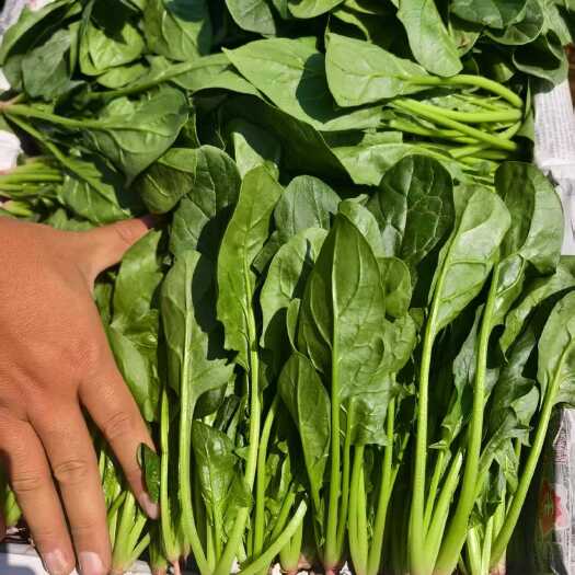 鄄城县大叶菠菜，20-30厘米，两排半，货源充足