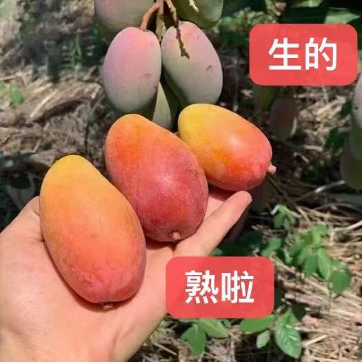 米易县攀枝花小贵妃