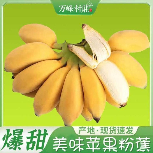 大邑县【苹果蕉】苹果粉蕉当季新鲜水果包邮香蕉饱满香甜圆润批发