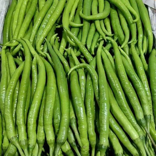 仁寿县四川眉山新鲜二荆条辣椒产地直发当季蔬菜优质椒果