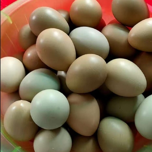 商河县七彩山鸡蛋鸡蛋。