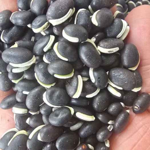 临沂黑扁豆，白嘴黑扁豆