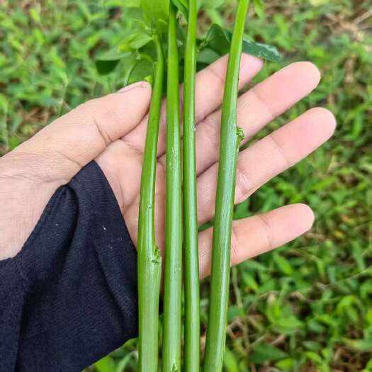 新鲜树仔菜 海南海口直发 优质蔬菜批发 五指山野菜