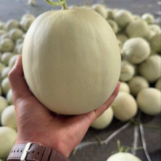 莘县现摘现发的玉菇冰淇淋软软糯糯￼10斤装