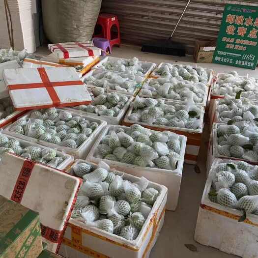 化州市番石榴产地批发，产地直供