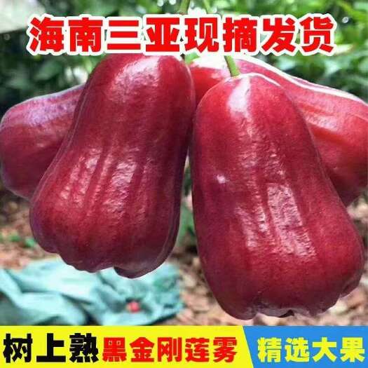 海南三亚莲雾一件代发京东空运包邮包售后