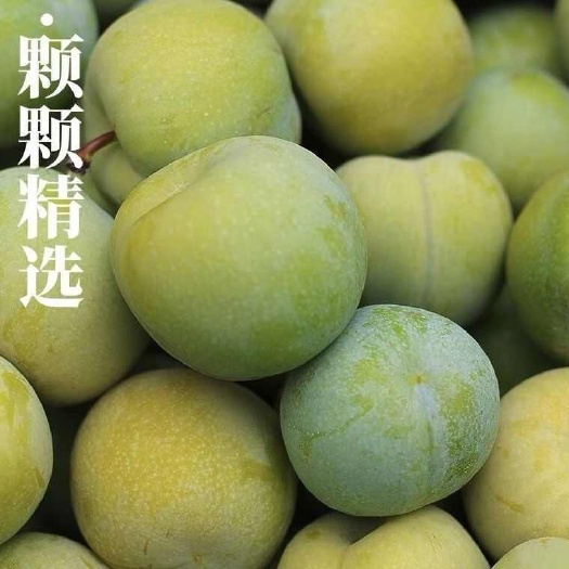 安宁市李子 黄河李 主播达人一件代发