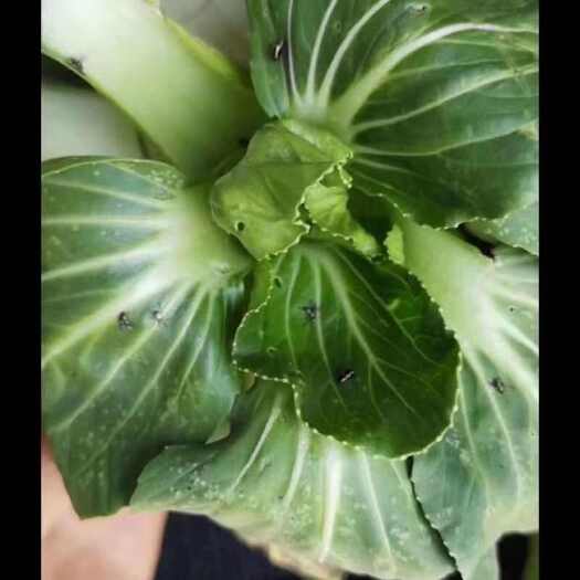 潍坊泰生双枪60%啶虫哒螨灵正品原装蔬菜黄条跳甲专用农药杀虫
