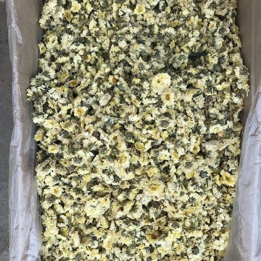 安国市杭白菊  朵菊  菊花茶