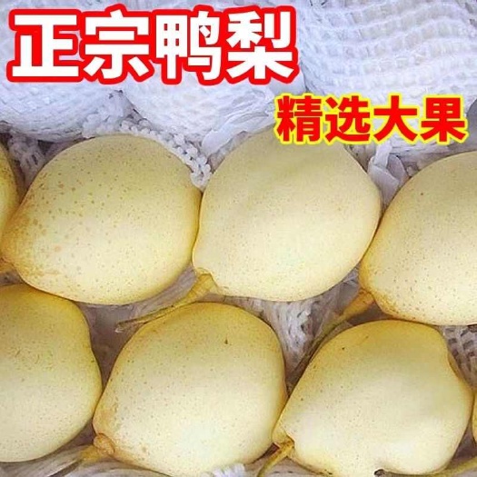 河北正宗鸭梨水晶梨10斤包邮非皇冠梨雪梨香梨新鲜梨子