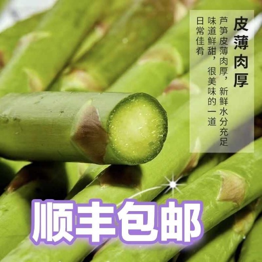 曹县【顺丰】山东曹县新鲜绿芦笋直供 当日采摘根茎类蔬菜批发