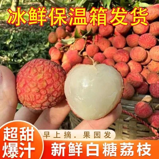 高州市【冷链空运包邮】纯甜多汁广东高州白糖罂荔枝新鲜水果现摘现发