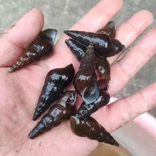 玉林山坑螺1.1起带炮头，螺会有个把白身。