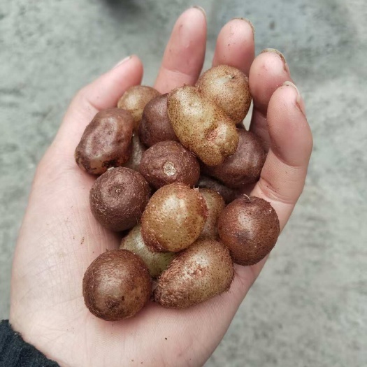 凌云县统货