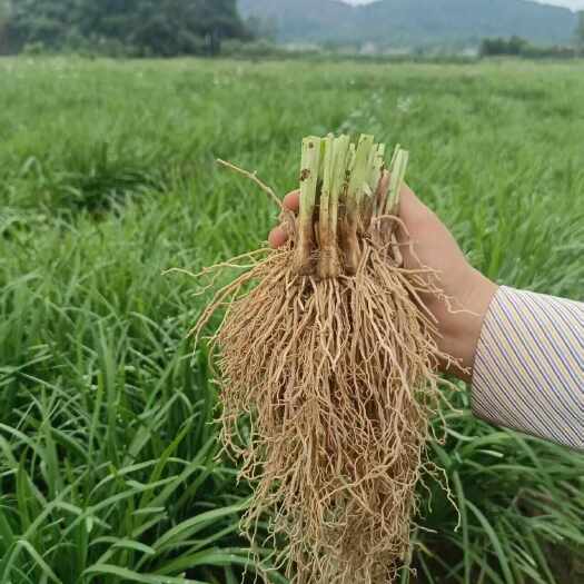 兴业县韭菜根