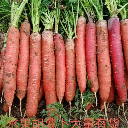 精品水果红萝卜大量上市