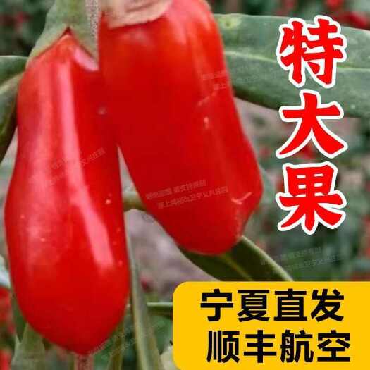 中卫新鲜枸杞中宁头茬现摘枸杞子农家当季红枸杞鲜果即食水果枸杞果