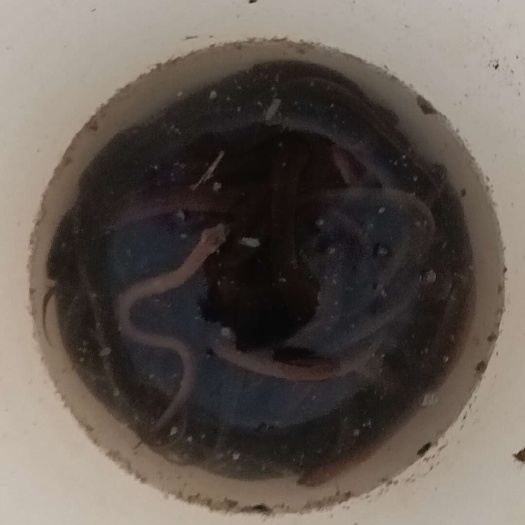 南陵县鳝鱼