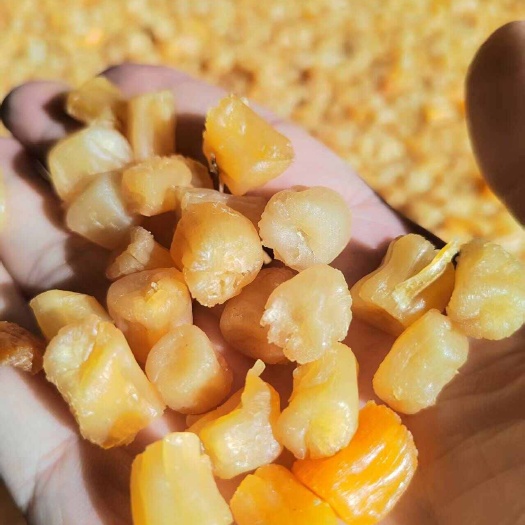 湛江湛江特产瑶柱