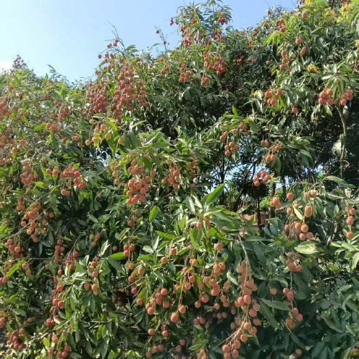 钦州荔枝，有需要的老板可以联系。￼