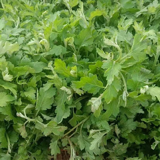 亳州菊花 香菊 亳州直发欢迎订购 其他品种咨询订购 代办代收