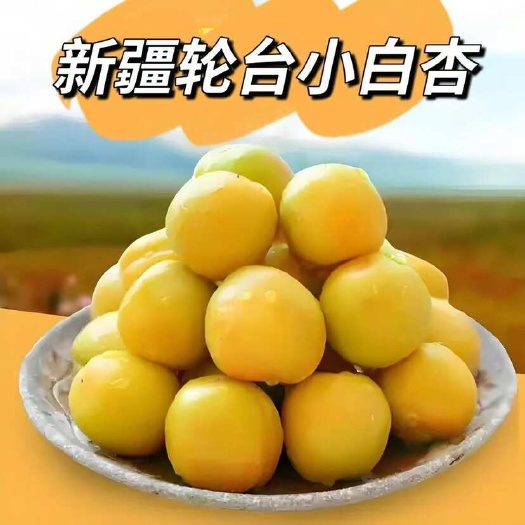 轮台县新疆轮台小白杏