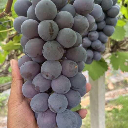新沂市早夏夏黑葡萄优质货源，各种品种