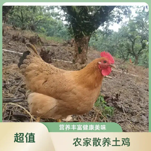 惠州农家土鸡 新鲜现杀 林间放养 快递包邮