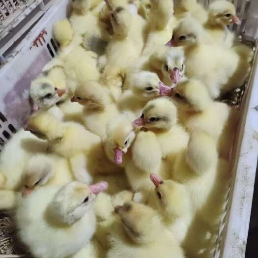 鹅苗10只起批