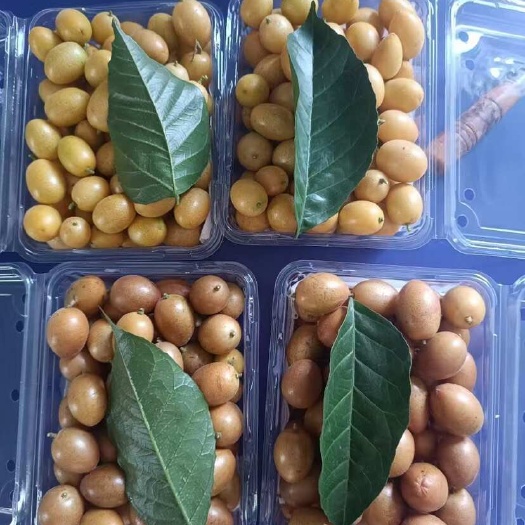 广东湛江廉江新鲜黄皮果现摘现发当季水果批发零售