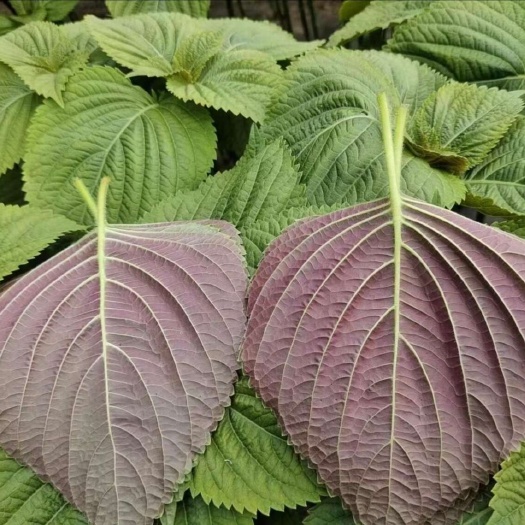新鲜紫苏蔬菜 野生特菜 青岛即墨直发 当日采摘 绿色健康食材