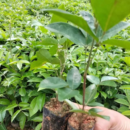 灵山县牛大力种苗