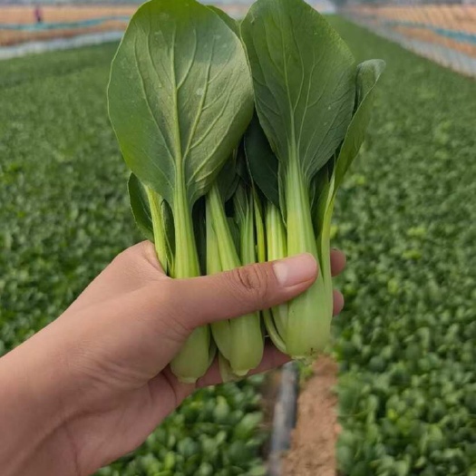 曹县小油菜