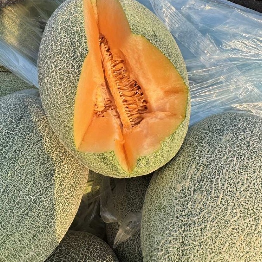 莘县山东晓蜜25 西州蜜 哈密瓜大量上市，货源充足，对接电商团购