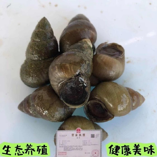嘉鱼县窑墩田螺天然生态美食！