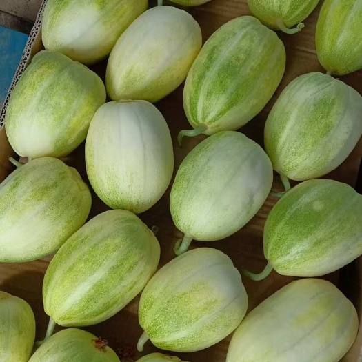 香瓜无农残绿色纯食品